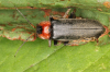 Cantharis fusca