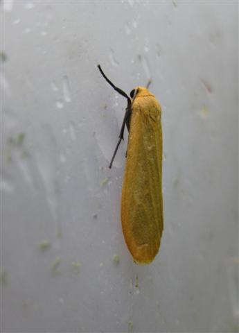 Orange Footman Copyright: Stephen Rolls