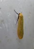 Orange Footman