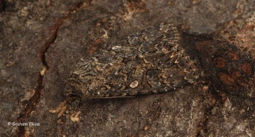 Anarta trifolii Nutmeg Copyright: Graham Ekins