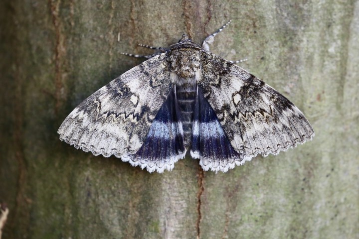 Clifden Nonpareil Copyright: Simon Wood