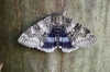 Clifden Nonpareil Copyright: Simon Wood