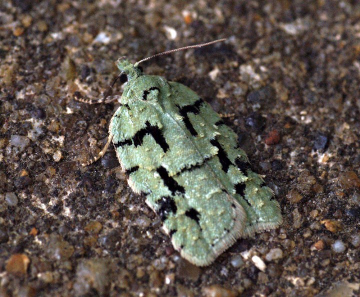 Acleris literana 2 Copyright: Ben Sale