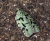 Acleris literana 2 Copyright: Ben Sale