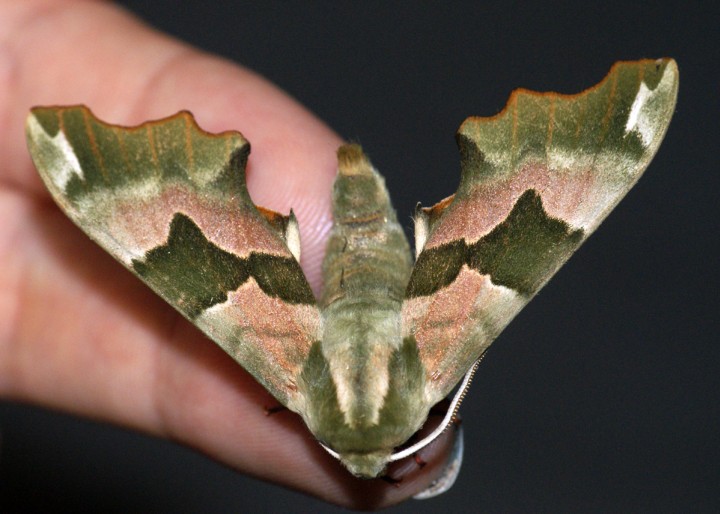 Lime Hawk-moth 3 Copyright: Ben Sale