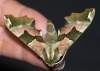 Lime Hawk-moth 3