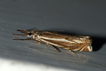 Crambus lathoniellus Copyright: Ben Sale