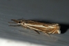 Crambus lathoniellus