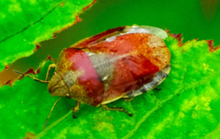 Tortoise shieldbug Copyright: Peter Squire