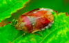 Tortoise shieldbug 