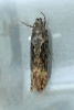 Scrobipalpa costella 4