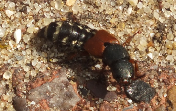 Rove Beetle 2 Copyright: Peter Pearson