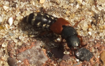 Rove Beetle 2 Copyright: Peter Pearson