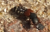 Rove Beetle 2 