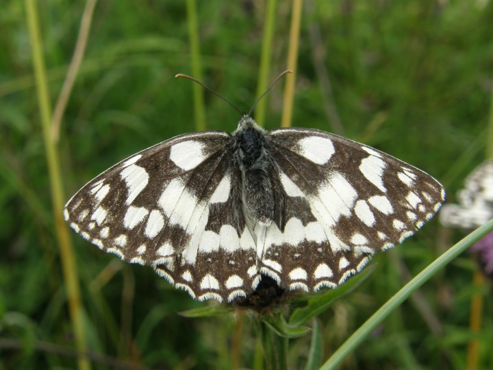 Marbled white butterfly Copyright: Sue Grayston