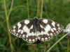 Marbled white butterfly