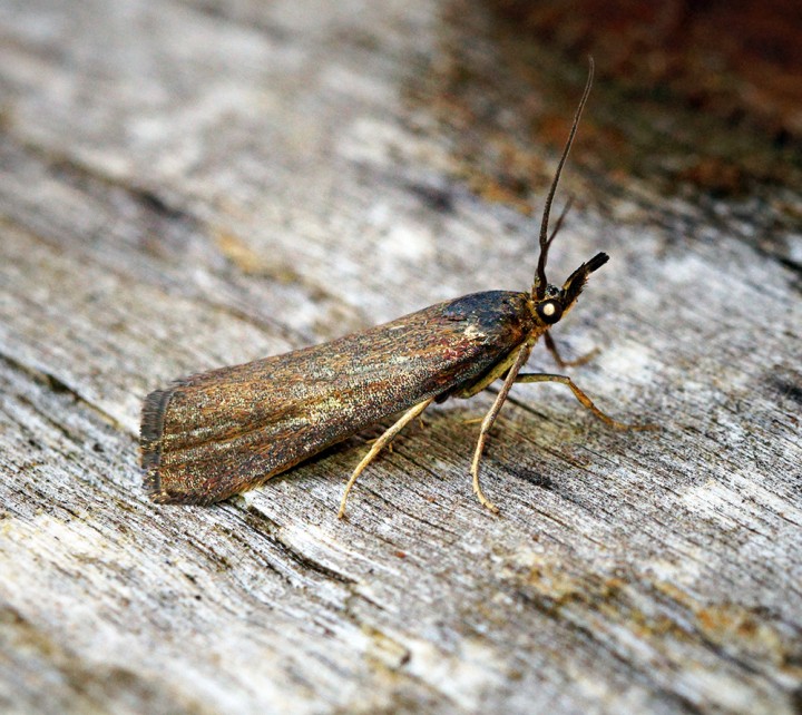 Hypochalcia ahenella Copyright: Ben Sale