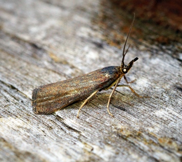 Hypochalcia ahenella Copyright: Ben Sale