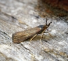 Hypochalcia ahenella Copyright: Ben Sale