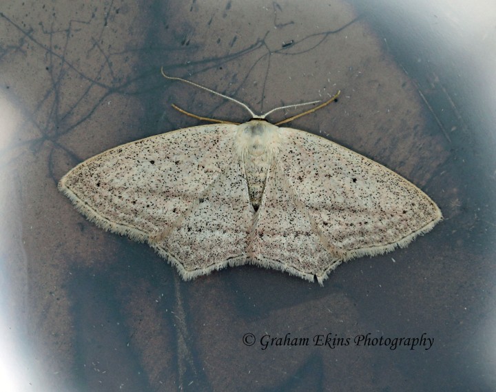 Scopula emutaria Rosy Wave 3 Copyright: Graham Ekins