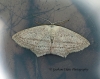 Scopula emutaria Rosy Wave 3 Copyright: Graham Ekins