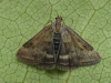 Straw-barred Pearl