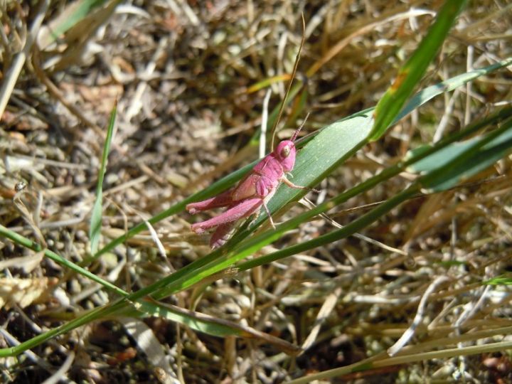 Pink Grasshopper Copyright: Danny Harris