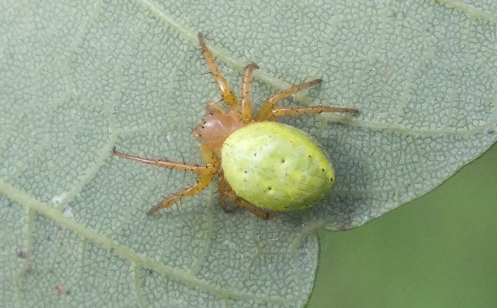 Araniella cucurbitina 1 Copyright: Peter Pearson