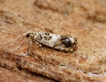 Epinotia subocellana 1 Copyright: Ben Sale