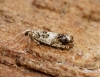 Epinotia subocellana 1 Copyright: Ben Sale