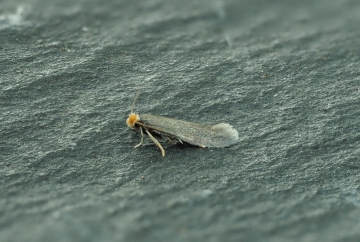 Male Stigmella perpygmaeella confirmed from GD by Chris Lewis Copyright: Gavin Price