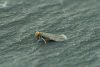 Male Stigmella perpygmaeella confirmed from GD by Chris Lewis Copyright: Gavin Price