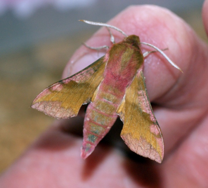 Small Elephant Hawk-moth Copyright: Ben Sale