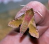 Small Elephant Hawk-moth Copyright: Ben Sale