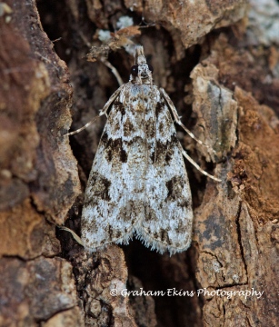 Eudonia delunella  2 Copyright: Graham Ekins