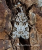 Eudonia delunella  2 Copyright: Graham Ekins