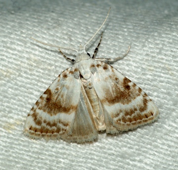 Kent Black Arches 2 Copyright: Ben Sale