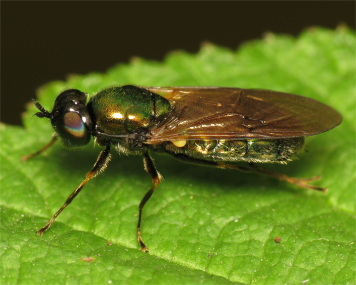Chloromyia formosa female 20160721-6507 Copyright: Phil Collins