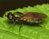 Chloromyia formosa female 20160721-6507 Copyright: Phil Collins