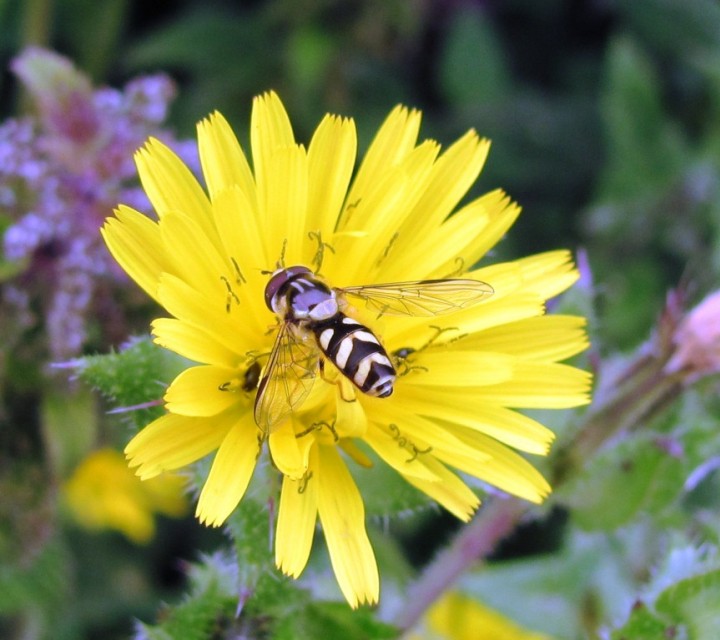 Dasysyrphus albostriatus 2 Copyright: Graham Smith