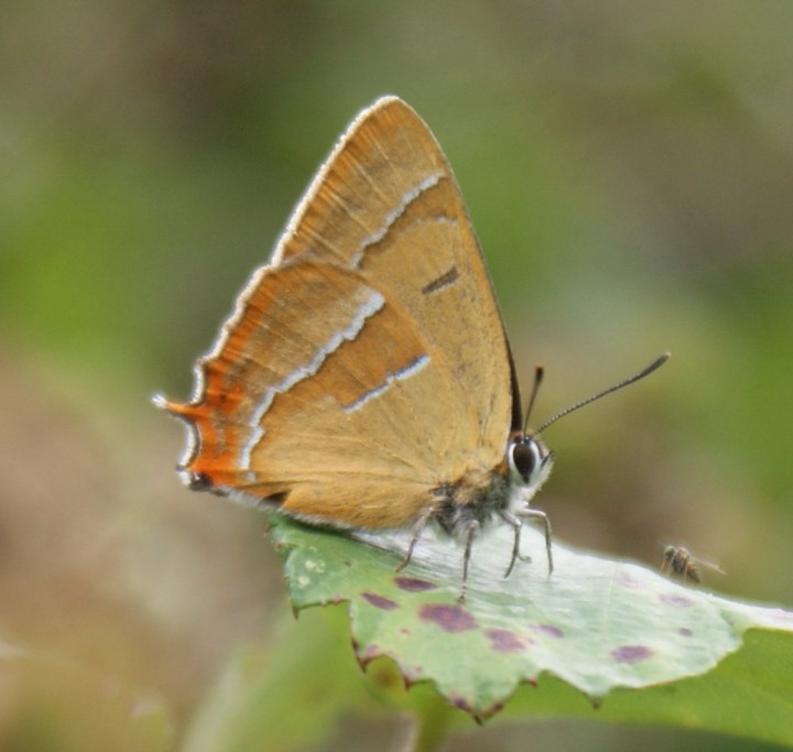 Brown Hairstreak Copyright: Robert Smith