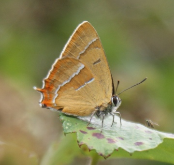 Brown Hairstreak Copyright: Robert Smith