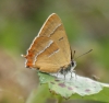 Brown Hairstreak