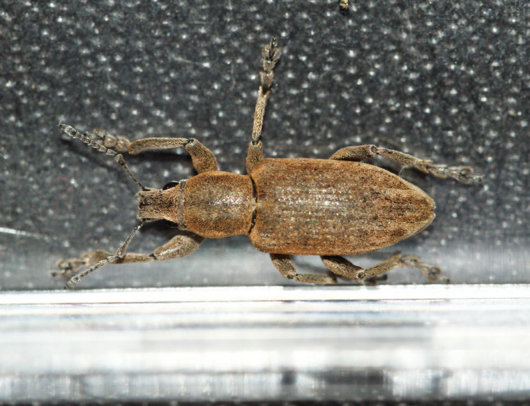 Tanymecus palliatus 1 Copyright: Robert Smith