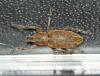 Tanymecus palliatus 1