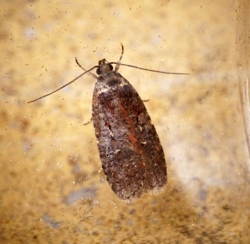 Agonopterix conterminella Copyright: Ben Sale