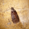 Agonopterix conterminella Copyright: Ben Sale