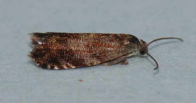 Pammene sp. Copyright: Peter Furze