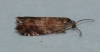 Pammene sp. 