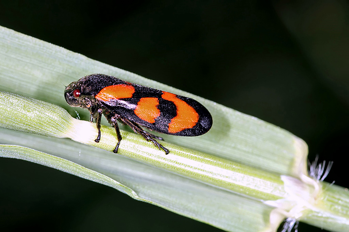 Cercopis vulnerata (16 May 2011) Copyright: Leslie Butler